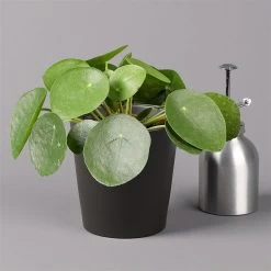 Pilea Peperomioides In Topf Anthrazit, Topf-Ø 12 Cm, H: Ca. 20 Cm, 3er-Set -Fashion Garden Store 0220450180 Pilea peperomioides Dallas anthrazit 3