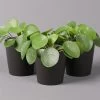 Pilea Peperomioides In Topf Anthrazit, Topf-Ø 12 Cm, H: Ca. 20 Cm, 3er-Set