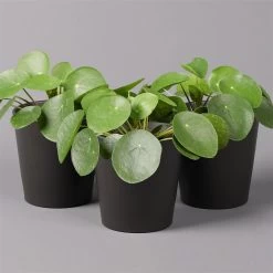 Pilea Peperomioides In Topf Anthrazit, Topf-Ø 12 Cm, H: Ca. 20 Cm, 3er-Set