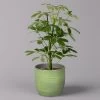Strahlenaralie 'Nora' In Keramiktopf Bergamo Grün, Topf-Ø 13 Cm, Höhe Ca. 45 Cm -Fashion Garden Store 0220550563 Schefflera Nora mit Uebertopf Bergamo gruen 1 113329