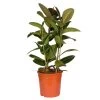 Gummibaum 'Abidjan', Topf-Ø 27 Cm, Höhe Ca. 90 Cm 2 Gummibaum 'Abidjan', Topf-Ø 27 Cm, Höhe Ca. 90 Cm -Fashion Garden Store 0220750774 Ficus elastica Robusta 27cm Topf Hoehe 90cm 2