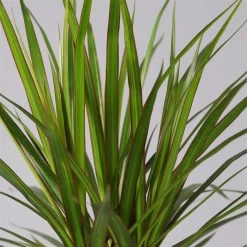 Drachenbaum, 2er-Tuff, Inkl. Topf Tusca, Höhe Ca. 70 Cm, Topf 17 Cm Ø -Fashion Garden Store 0221100078 Dracaena marginata 2er Tuff Topf Tusca 52