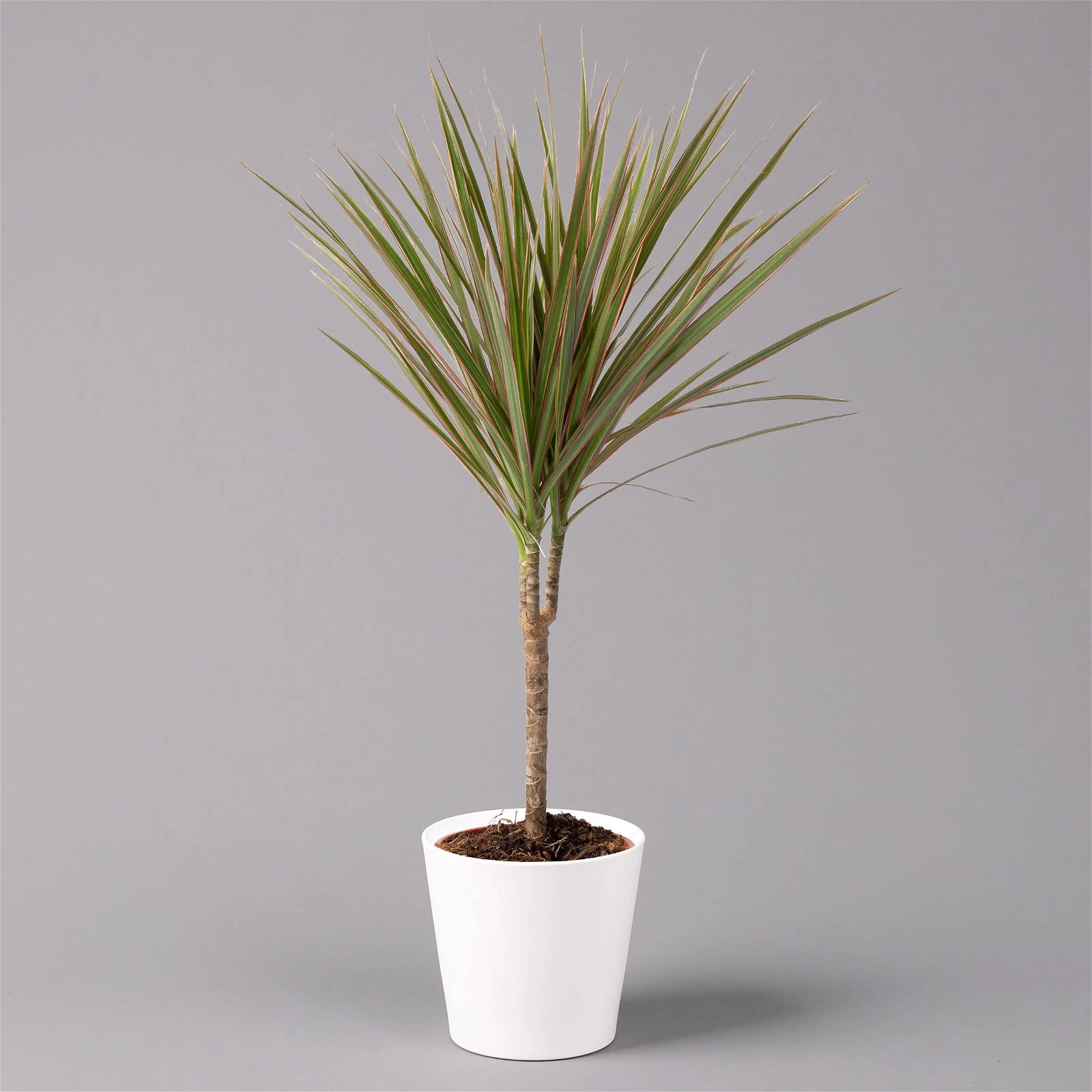 Drachenbaum 'Bicolor', Topf-Ø 13 Cm, Inkl. Keramiktopf Dallas Weiß, 3er-Set 4 Drachenbaum 'Bicolor', Topf-Ø 13 Cm, Inkl. Keramiktopf Dallas Weiß, 3er-Set – Bild 2