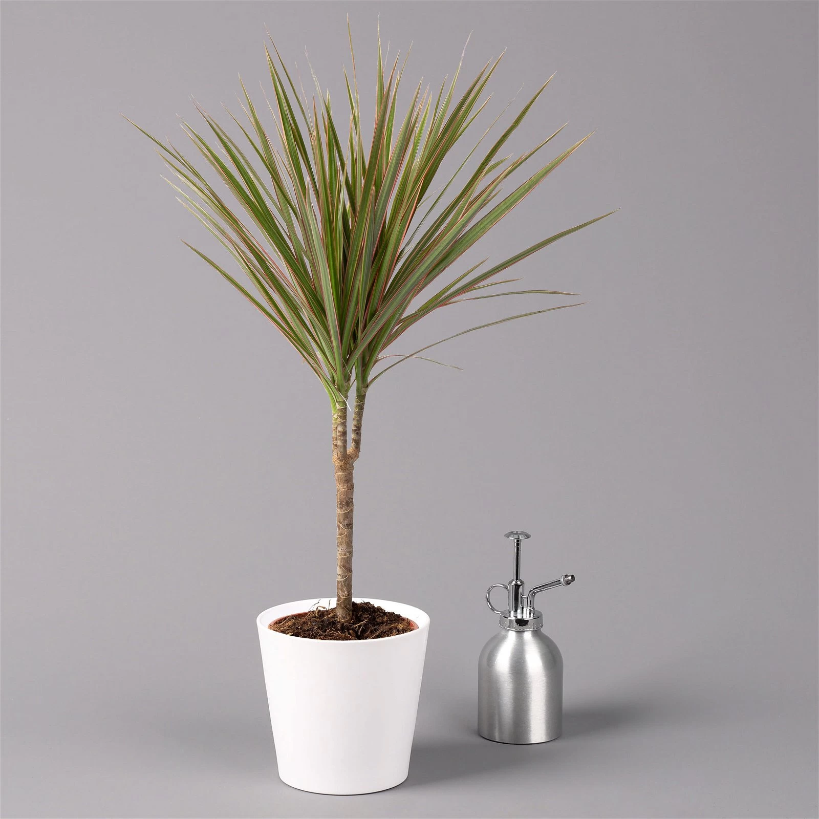 Drachenbaum 'Bicolor', Topf-Ø 13 Cm, Inkl. Keramiktopf Dallas Weiß, 3er-Set 6 Drachenbaum 'Bicolor', Topf-Ø 13 Cm, Inkl. Keramiktopf Dallas Weiß, 3er-Set – Bild 4