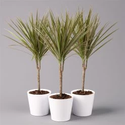 Drachenbaum 'Bicolor', Topf-Ø 13 Cm, Inkl. Keramiktopf Dallas Weiß, 3er-Set