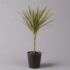 Drachenbaum 'Bicolor' Topf-Ø 13 Cm, Inkl. Keramiktopf Dallas Anthrazit