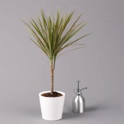 Drachenbaum 'Bicolor', Topf-Ø 13 Cm, Inkl. Keramiktopf Dallas Weiß -Fashion Garden Store 0221100083 Dracaena marg Bicolor im Dallas weiss 32