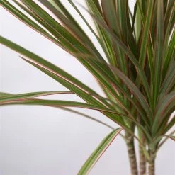 Drachenbaum 'Bicolor', Topf-Ø 13 Cm, Inkl. Keramiktopf Dallas Weiß -Fashion Garden Store 0221100083 Dracaena marg Bicolor im Dallas weiss 42