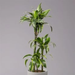 Duftender Drachenbaum 'Dorado', Topf-Ø 21 Cm, Höhe Ca. 100 Cm -Fashion Garden Store 0221300033 Dracaena frag Dorado Tuff 21cm 2