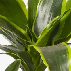 Duftender Drachenbaum 'Dorado', Topf-Ø 21 Cm, Höhe Ca. 100 Cm -Fashion Garden Store 0221300033 Dracaena frag Dorado Tuff 21cm 4