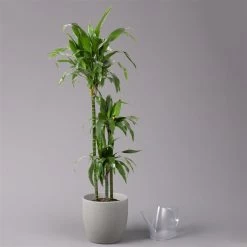 Duftender Drachenbaum 'Janet Craig', Topf-Ø 24 Cm, , Höhe Ca. 150 Cm -Fashion Garden Store 0221400005 Dracaena frag Janet Craig 24cm 3