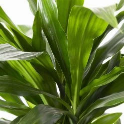 Duftender Drachenbaum 'Janet Craig', Topf-Ø 24 Cm, , Höhe Ca. 150 Cm -Fashion Garden Store 0221400005 Dracaena frag Janet Craig 24cm 4