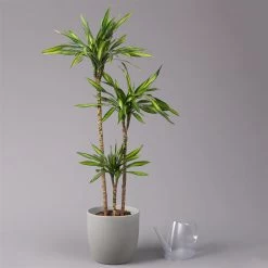 Duftender Drachenbaum 'Riki', Topf-Ø 24 Cm, Höhe Ca. 150 Cm -Fashion Garden Store 0221400009 Dracaena frag Riki Tuff Amm 24cm 3