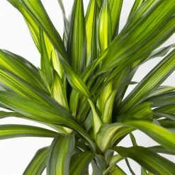 Duftender Drachenbaum 'Riki', Topf-Ø 24 Cm, Höhe Ca. 150 Cm -Fashion Garden Store 0221400009 Dracaena frag Riki Tuff Amm 24cm 4