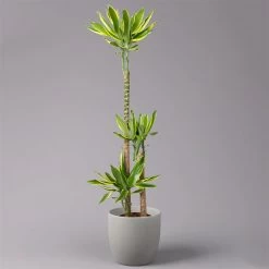 Duftender Drachenbaum 'Gold Dream', Topf-Ø 24 Cm, Höhe Ca. 140 Cm