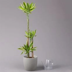 Duftender Drachenbaum 'Gold Dream', Topf-Ø 24 Cm, Höhe Ca. 140 Cm -Fashion Garden Store 0221400012 Dracaena frag Gold Dream 24cm 3