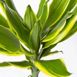 Duftender Drachenbaum 'Gold Dream', Topf-Ø 24 Cm, Höhe Ca. 140 Cm -Fashion Garden Store 0221400012 Dracaena frag Gold Dream 24cm 4