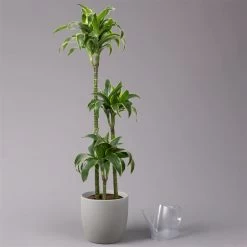 Duftender Drachenbaum 'Dorado', Topf-Ø 24 Cm, Höhe Ca. 130 Cm -Fashion Garden Store 0221400023 Dracaena fragr Dorado 3er Tuff 24cm 3