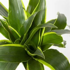 Duftender Drachenbaum 'Dorado', Topf-Ø 24 Cm, Höhe Ca. 130 Cm -Fashion Garden Store 0221400023 Dracaena fragr Dorado 3er Tuff 24cm 4