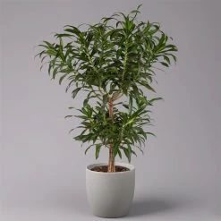 Duftender Drachenbaum 'Song Of Jamaica', Topf-Ø 24 Cm, Höhe Ca. 90 Cm