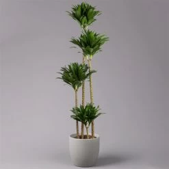 Duftender Drachenbaum 'Compacta', Topf-Ø 27 Cm, Höhe Ca. 160 Cm