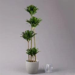 Duftender Drachenbaum 'Compacta', Topf-Ø 27 Cm, Höhe Ca. 160 Cm -Fashion Garden Store 0221500001 Dracaena fr compacta Tuff 27cm 3