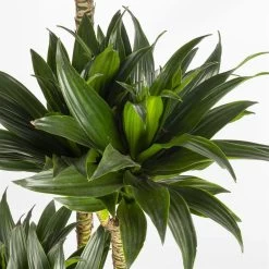Duftender Drachenbaum 'Compacta', Topf-Ø 27 Cm, Höhe Ca. 160 Cm -Fashion Garden Store 0221500001 Dracaena fr compacta Tuff 27cm 4