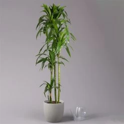 Duftender Drachenbaum 'Janet Craig', Topf-Ø 24 Cm, Höhe Ca. 180 Cm -Fashion Garden Store 0221500024 Dracaena frag Janet Craig Lisa 27 cm 3