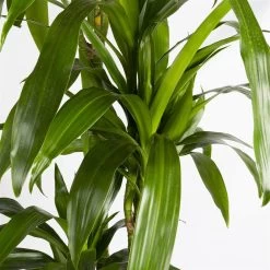 Duftender Drachenbaum 'Janet Craig', Topf-Ø 24 Cm, Höhe Ca. 180 Cm -Fashion Garden Store 0221500024 Dracaena frag Janet Craig Lisa 27 cm 4