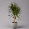 Gerandeter Drachenbaum, Verzweigt, Topf-Ø 27 Cm, Höhe Ca. 130 Cm -Fashion Garden Store 0221500038 Dracaena marginata verzweigt 27cm 1