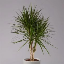 Gerandeter Drachenbaum, Verzweigt, Topf-Ø 27 Cm, Höhe Ca. 130 Cm -Fashion Garden Store 0221500038 Dracaena marginata verzweigt 27cm 2