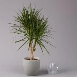 Gerandeter Drachenbaum, Verzweigt, Topf-Ø 27 Cm, Höhe Ca. 130 Cm -Fashion Garden Store 0221500038 Dracaena marginata verzweigt 27cm 3