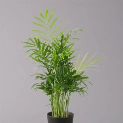 Bergpalme Mit Keramiktopf Anthrazit, Topf-Ø 12 Cm, Höhe Ca. 30 Cm, 3er-Set -Fashion Garden Store 0222100021 Chamaedorea eleg Dallas anthrazit 2