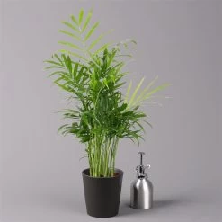 Bergpalme Mit Keramiktopf Anthrazit, Topf-Ø 12 Cm, Höhe Ca. 30 Cm, 3er-Set -Fashion Garden Store 0222100021 Chamaedorea eleg Dallas anthrazit 3