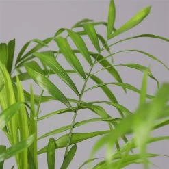 Bergpalme Mit Keramiktopf Anthrazit, Topf-Ø 12 Cm, Höhe Ca. 30 Cm, 3er-Set -Fashion Garden Store 0222100021 Chamaedorea eleg Dallas anthrazit 4