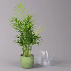 Bergpalme Mit Keramiktopf Bergamo Grün, Topf-Ø 12 Cm, Höhe Ca. 40 Cm -Fashion Garden Store 0222100038 Chamaedorea eleg in Uebertopf Bergamo gruen 3