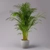 Goldfruchtpalme, Topf-Ø 21 Cm, Höhe Ca. 100 Cm -Fashion Garden Store 0222200021 Dypsis lutescens Areca T21 1