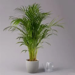 Goldfruchtpalme, Topf-Ø 21 Cm, Höhe Ca. 100 Cm -Fashion Garden Store 0222200021 Dypsis lutescens Areca T21 3