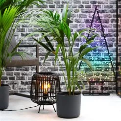 Dekorative Tischlampe Nimes In Schwarz, Für Den Innenbereich 6 Dekorative Tischlampe Nimes In Schwarz, Für Den Innenbereich -Fashion Garden Store 0222300020 Howea Palme Kentia 2