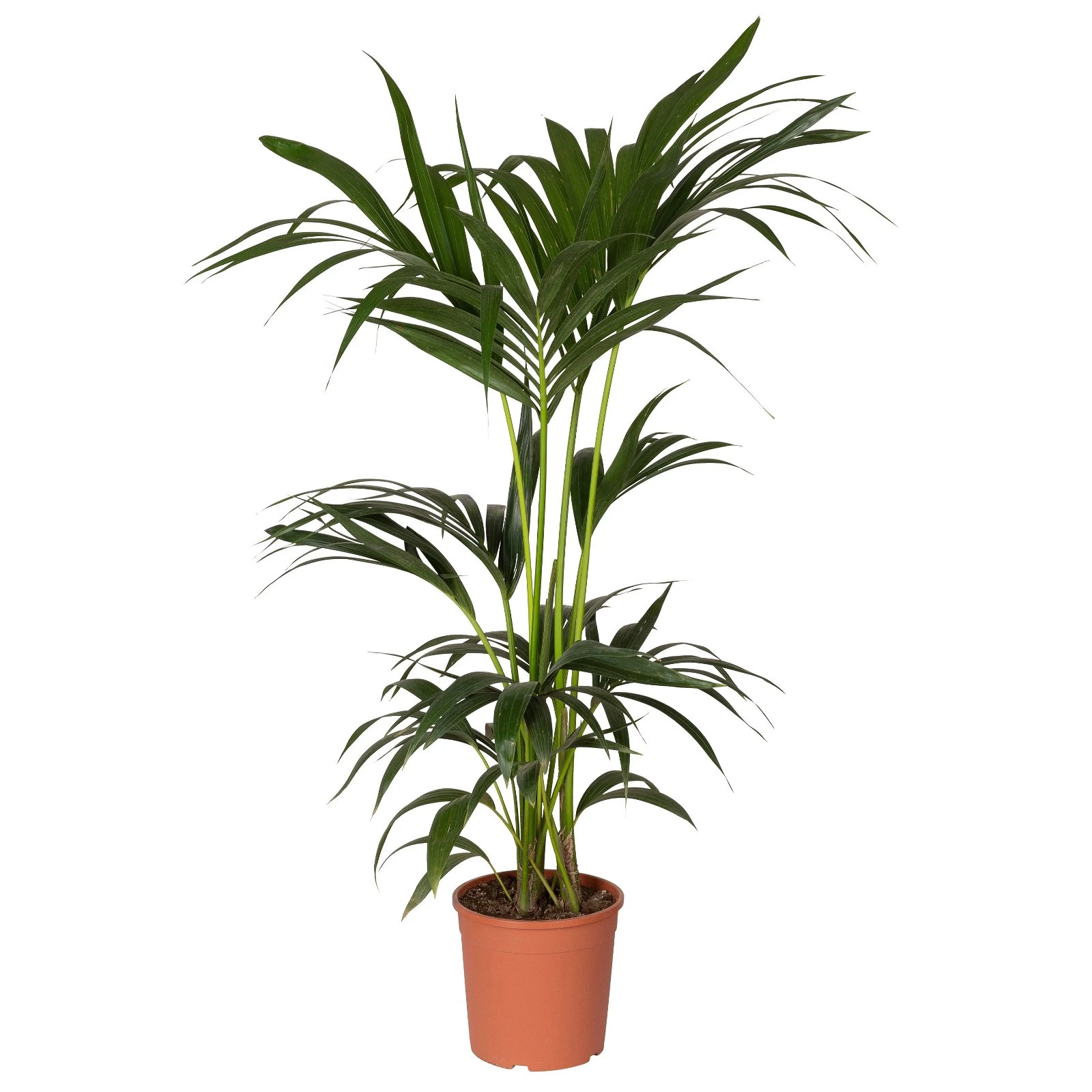 Kentiapalme, Topf-Ø 18-20 Cm, Höhe Ca. 80-110 Cm 4 Kentiapalme, Topf-Ø 18-20 Cm, Höhe Ca. 80-110 Cm – Bild 2