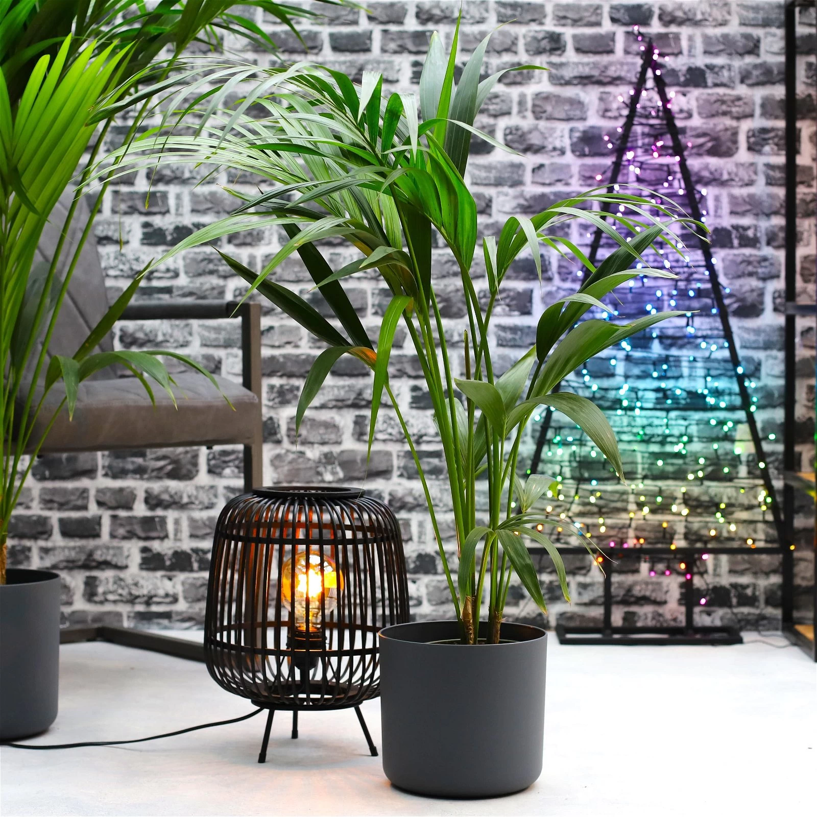 Kentiapalme, Topf-Ø 18-20 Cm, Höhe Ca. 80-110 Cm 3 Kentiapalme, Topf-Ø 18-20 Cm, Höhe Ca. 80-110 Cm