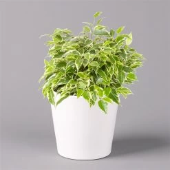 Birkenfeige 'Kinky' In Keramiktopf Dallas Weiß, Topf-Ø 12 Cm, Höhe Ca. 25 Cm