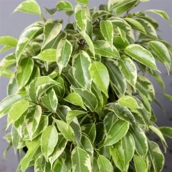 Birkenfeige 'Kinky' In Keramiktopf Dallas Weiß, Topf-Ø 12 Cm, Höhe Ca. 25 Cm -Fashion Garden Store 0223100070 Ficus benj Kinky Dallas weiss 4 2 108745