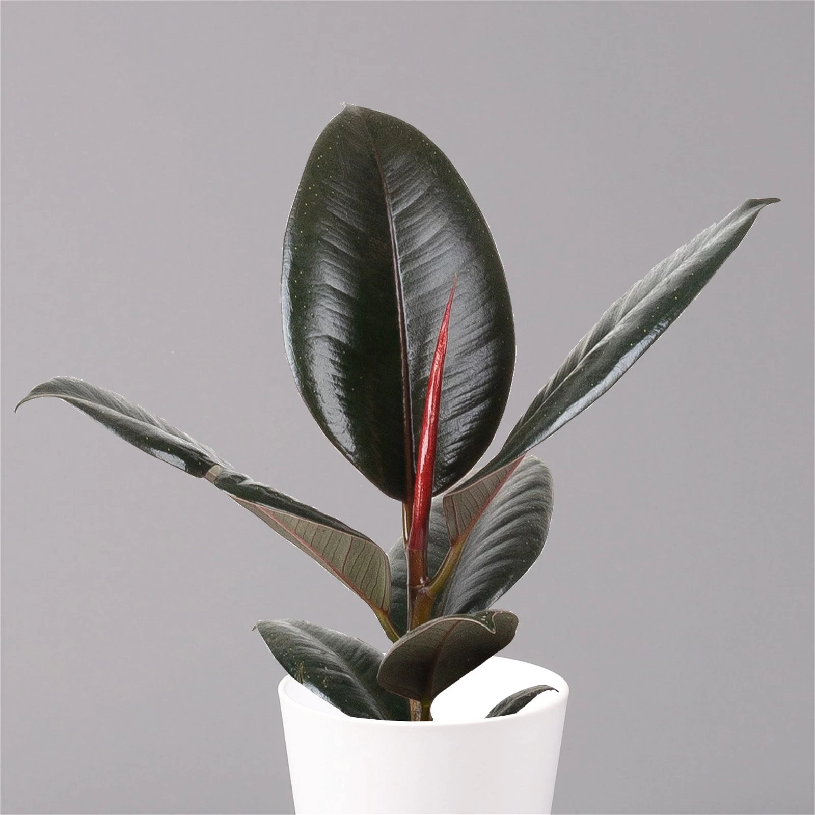 Gummibaum 'Robusta' In Topf Weiß, Topf-Ø 12 Cm, Höhe Ca. 40-45 Cm, 2er-Set 5 Gummibaum 'Robusta' In Topf Weiß, Topf-Ø 12 Cm, Höhe Ca. 40-45 Cm, 2er-Set – Bild 3