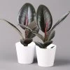 Gummibaum 'Robusta' In Topf Weiß, Topf-Ø 12 Cm, Höhe Ca. 40-45 Cm, 2er-Set -Fashion Garden Store 0223200073 Ficus el Robusta Dallas weiss 2er Set2