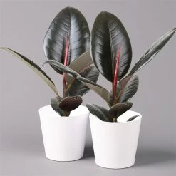 Gummibaum 'Robusta' In Topf Weiß, Topf-Ø 12 Cm, Höhe Ca. 40-45 Cm, 2er-Set