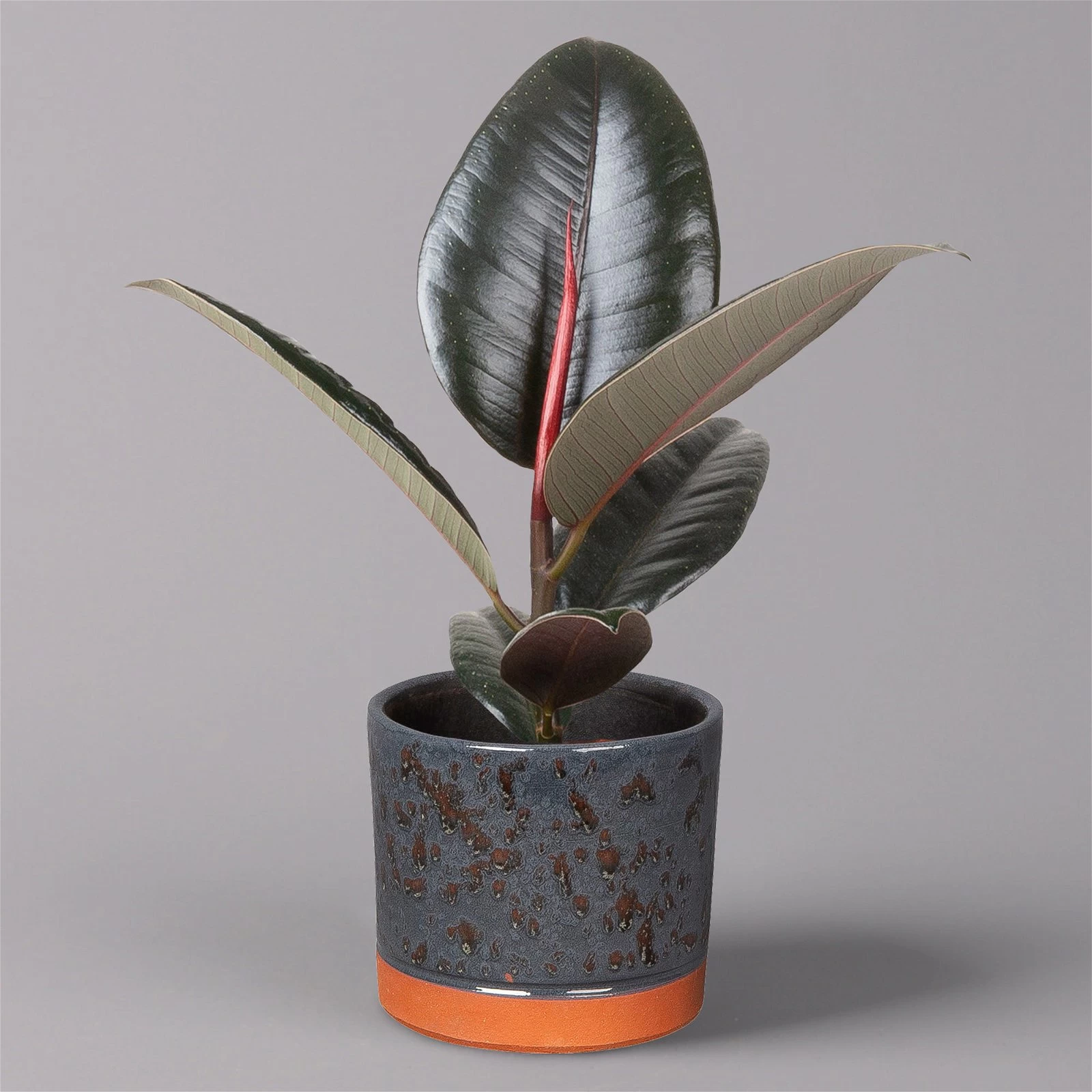 Gummibaum 'Robusta' In Keramiktopf Lauren Blau, Topf-Ø 12 Cm, Höhe Ca. 40 Cm 3 Gummibaum 'Robusta' In Keramiktopf Lauren Blau, Topf-Ø 12 Cm, Höhe Ca. 40 Cm