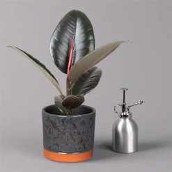 Gummibaum 'Robusta' In Keramiktopf Lauren Blau, Topf-Ø 12 Cm, Höhe Ca. 40 Cm 9 Gummibaum 'Robusta' In Keramiktopf Lauren Blau, Topf-Ø 12 Cm, Höhe Ca. 40 Cm -Fashion Garden Store 0223200095 Ficus el Robusta in Uebertopf Lauren blau 3