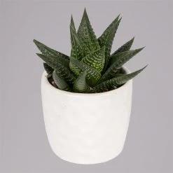 Sukkulenten In Dekotopf 'Honey', Topf-Ø 6 Cm, 3er-Set -Fashion Garden Store 0225200537 Mini Sukkulenten Set in Topf Honey 1 117303