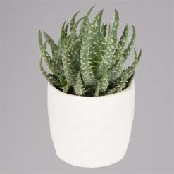 Sukkulenten In Dekotopf 'Honey', Topf-Ø 6 Cm, 3er-Set -Fashion Garden Store 0225200537 Mini Sukkulenten Set in Topf Honey 2 117302